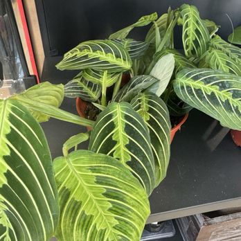 Beyond the Leaf - Home Decor Near Me - Castro Valley, California