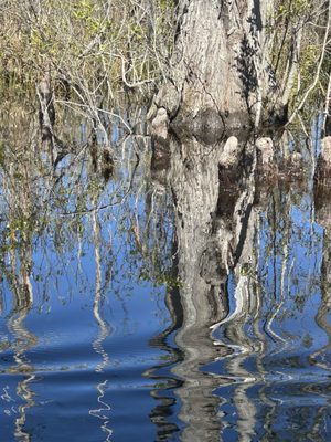 Okefenokee National Wildlife Refuge by null