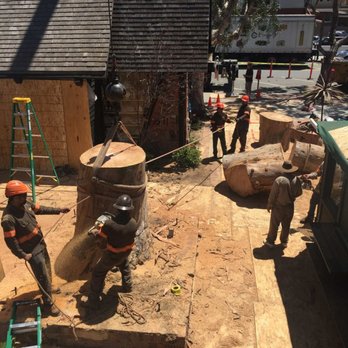 Supreme Tree Experts - Trained & Certified Personnel on staff. - Tree Services Near Me - Santa Ana, California Supreme Tree Experts - Trained & Certified Personnel on staff. - Tree Services Near Me - Santa Ana, California