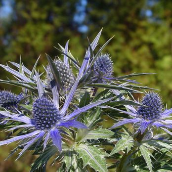 Kiefer Landscaping & Nursery - a blue flower - Nurseries & Gardening Near Me - Durham, North Carolina Kiefer Landscaping & Nursery - a blue flower - Nurseries & Gardening Near Me - Durham, North Carolina