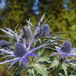 Kiefer Landscaping & Nursery