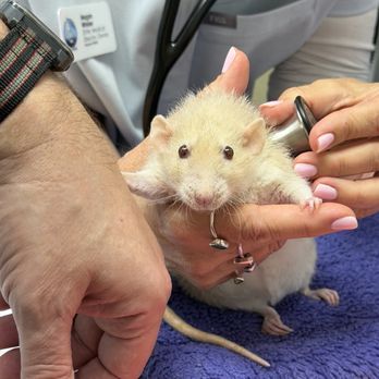 Mariners Mile Pet Clinic - Barry, dumbo rat - Veterinarians Near Me - Newport Beach, California