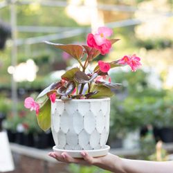 The Greenery Garden Center Gift & Home - Grab and go plants are perfect souvenirs to remember your trip to Hilton Head Island OR a great hostess gift!