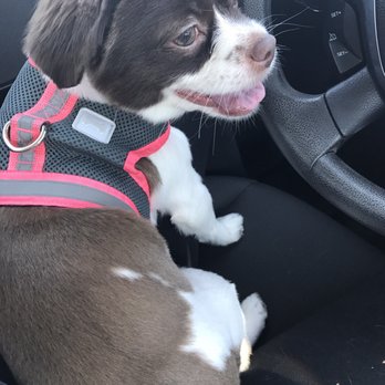 Fresh Pup Spa - Pet Groomers Near Me Fresh Pup Spa - Pet Groomers Near Me