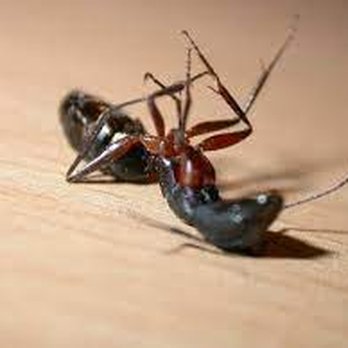 CaliCo Pest Solutions - Dead ants - Pest Control Near Me CaliCo Pest Solutions - Dead ants - Pest Control Near Me