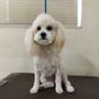 Photo of Adorable Pups Grooming