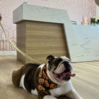 Lilly Pups Boutique - Pet Groomers Near Me - St. Cloud, Florida
