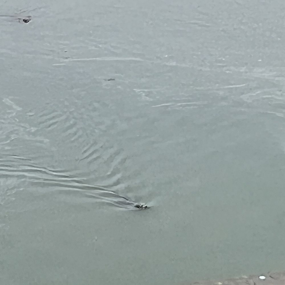 Harbor seals are right off the dock, waiting for salmon to swim by! Harbor seals are right off the dock, waiting for salmon to swim by!