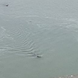 Harbor seals are right off the dock, waiting for salmon to swim by! Harbor seals are right off the dock, waiting for salmon to swim by!