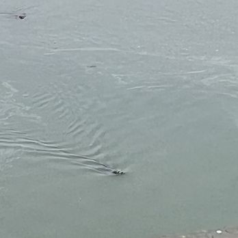 DIPAC/Macaulay Salmon Hatchery - Harbor seals are right off the dock, waiting for salmon to swim by! - Tours Near Me - Juneau, Alaska DIPAC/Macaulay Salmon Hatchery - Harbor seals are right off the dock, waiting for salmon to swim by! - Tours Near Me - Juneau, Alaska