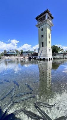 La Guancha by null