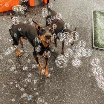 Dogtopia - Bubbles bubbles everywhere! - Pet Boarding Near Me - Portland, Oregon Dogtopia - Bubbles bubbles everywhere! - Pet Boarding Near Me - Portland, Oregon