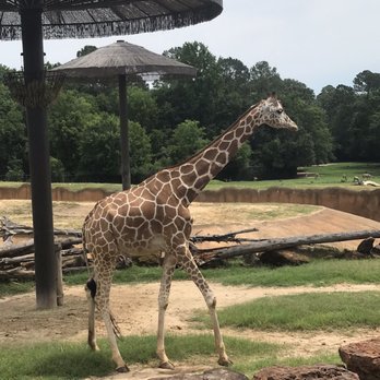 Caldwell Zoo - Zoos Near Me - Tyler, Texas