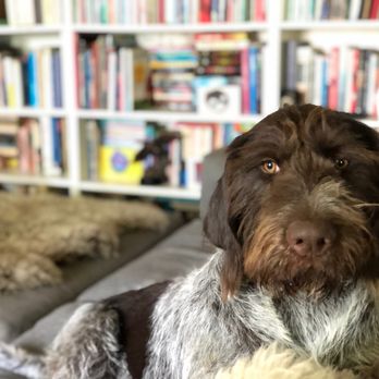 The Polite Dog - Patiently waiting for Mikell and beyond ready!! Always actually! - Dog Walkers Near Me The Polite Dog - Patiently waiting for Mikell and beyond ready!! Always actually! - Dog Walkers Near Me