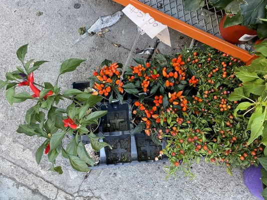 Dahing Plants & Landscaping by null