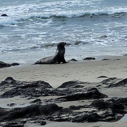 We saw a sea lion on shore near where Bob Creek flowed into the ocean.