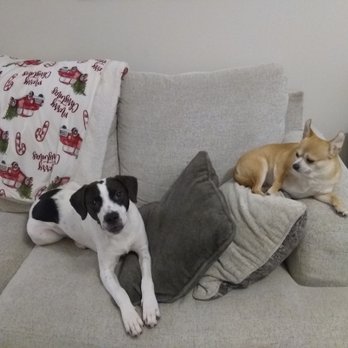 Nicole's Pet Care - Floyd and Benji - Pet Sitting Near Me Nicole's Pet Care - Floyd and Benji - Pet Sitting Near Me