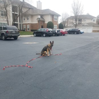 Down Boy Down K9 - Pet Training Near Me - Charlotte, North Carolina Down Boy Down K9 - Pet Training Near Me - Charlotte, North Carolina