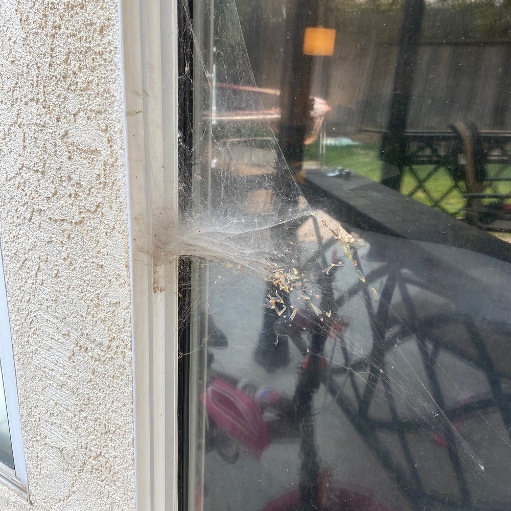 Dewey Pest Control - Spiders, spiderwebs they're supposed to be cleaning - Pest Control Near Me - Salida, California Dewey Pest Control - Spiders, spiderwebs they're supposed to be cleaning - Pest Control Near Me - Salida, California