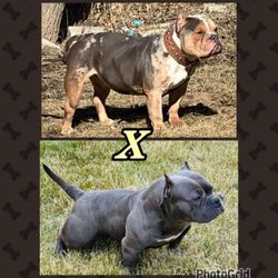 Bully Ball Kennel