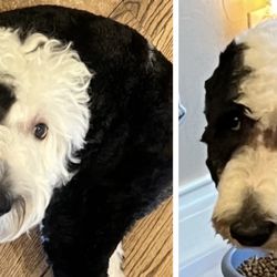 Lovely Pet Spa - Annabelle the Sheepadoodle