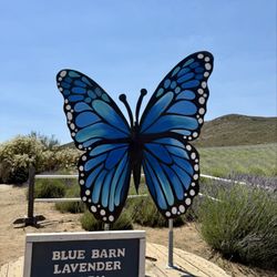 Blue Barn Lavender Farm