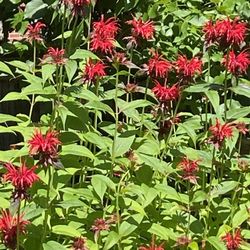 Giambrocco & Sons Garden Center - Bee Balm floods my upper garden and the hummingbirds love it!