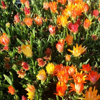 Armstrong Garden Centers - Bought these to plant in my yard - Nurseries & Gardening Near Me - Long Beach, California Armstrong Garden Centers - Bought these to plant in my yard - Nurseries & Gardening Near Me - Long Beach, California