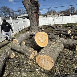 Dendy's Landscaping & Tree Removal - Tree cutting