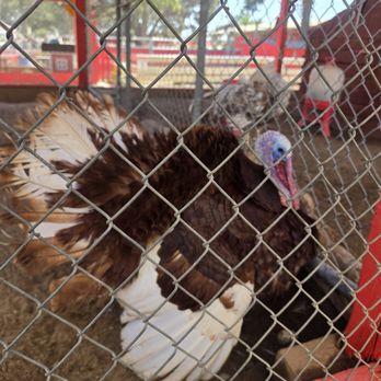 Montebello Barnyard Zoo - Petting Zoos Near Me - Montebello, California Montebello Barnyard Zoo - Petting Zoos Near Me - Montebello, California