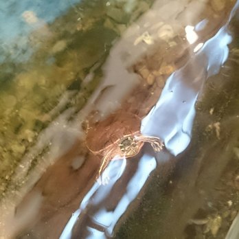 High Desert Museum - Swimming turtle - Museums Near Me - Bend, Oregon