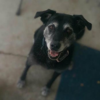 Pawsitive Petsitting Services - Daisy - Dog Walkers Near Me