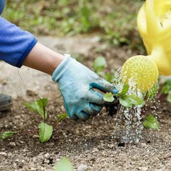 We Mow Dallas - a person watering a plant - Tree Services Near Me We Mow Dallas - a person watering a plant - Tree Services Near Me