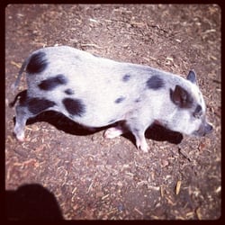 Oberrieder Dog Park - It's even a great spot for your pet piggy!