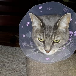 Hyde Park Veterinary Hospital - Jonesy is recuperating.