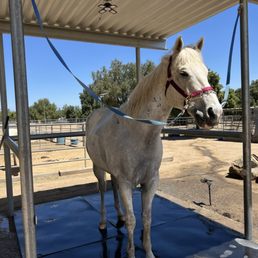 Horse