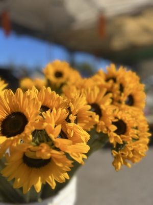 Vista Farmers Market by null