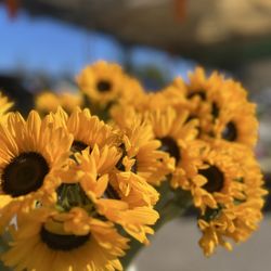 Vista Farmer's Market - Sunflowers