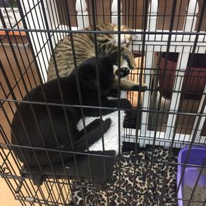 Feeders Supply See 12 Photos Pet Adoption 4921 Dixie Hwy