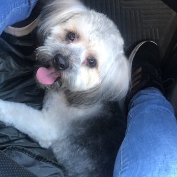 Smelly Dog - Pet Groomers Near Me - Phoenix, Arizona Smelly Dog - Pet Groomers Near Me - Phoenix, Arizona