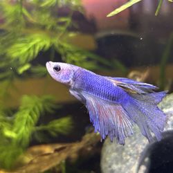Tropical Treasures - Betta I left with, $6, he had been there a while