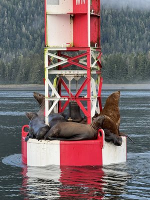 American Cruise Lines by null