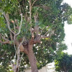 90 year old mango tree, trimmed way down do to size of tree and small area pots grown in.