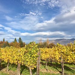 Daisy Creek - The gorgeous vineyard in autumn