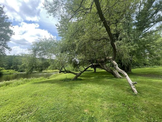 Callicoon Caffè by null