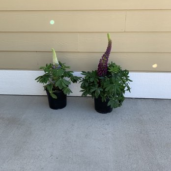 Roots Nursery & Landscape - Tiny plant roots, big one Costco. - Nurseries & Gardening Near Me - Yakima, Washington