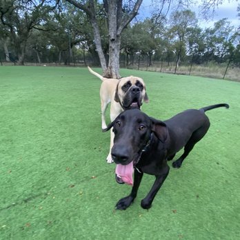 Hound Haus - Monkey with her crazy face and Keiki supervising his little sister. - Pet Boarding Near Me - New Braunfels, Texas Hound Haus - Monkey with her crazy face and Keiki supervising his little sister. - Pet Boarding Near Me - New Braunfels, Texas