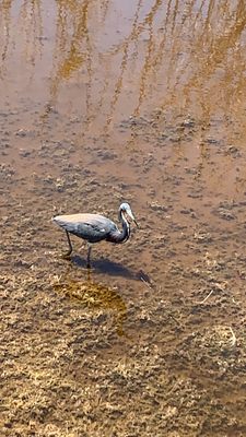 J.N. "Ding" Darling National Wildlife Refuge Visitor and Education Center by null