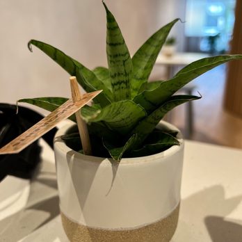 Lumine Coffee - Nice small plant on the tables. Nice touch. - Coffee & Tea Near Me - Vancouver, British Columbia Lumine Coffee - Nice small plant on the tables. Nice touch. - Coffee & Tea Near Me - Vancouver, British Columbia