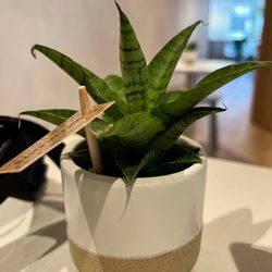 Lumine Coffee